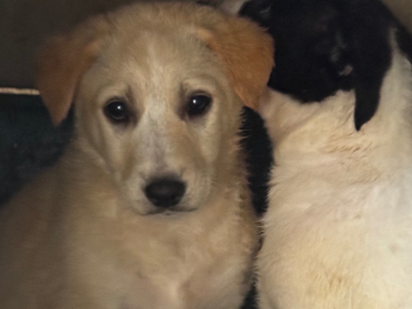 Adotta un cane, taglia media, maschio, Salerno