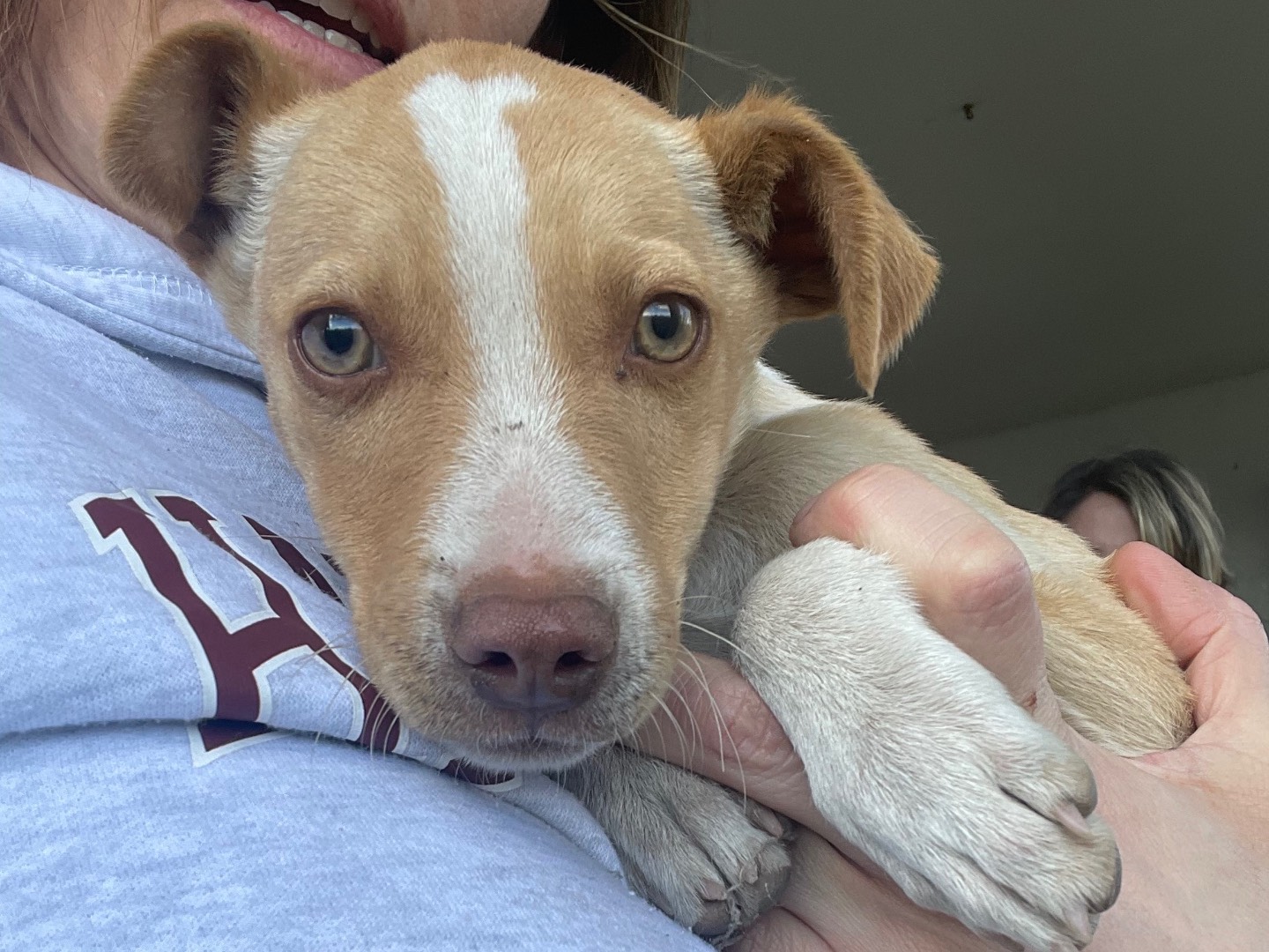 Adozione cane, maschio, Razza sconosciuta Razza sconosciuta, 2 mesi, taglia piccola, Avellino