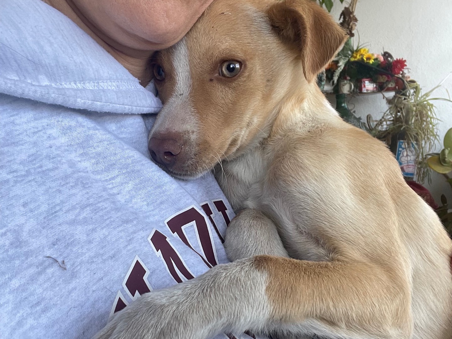 Adotta un cane, maschio, 2 mesi, Avellino