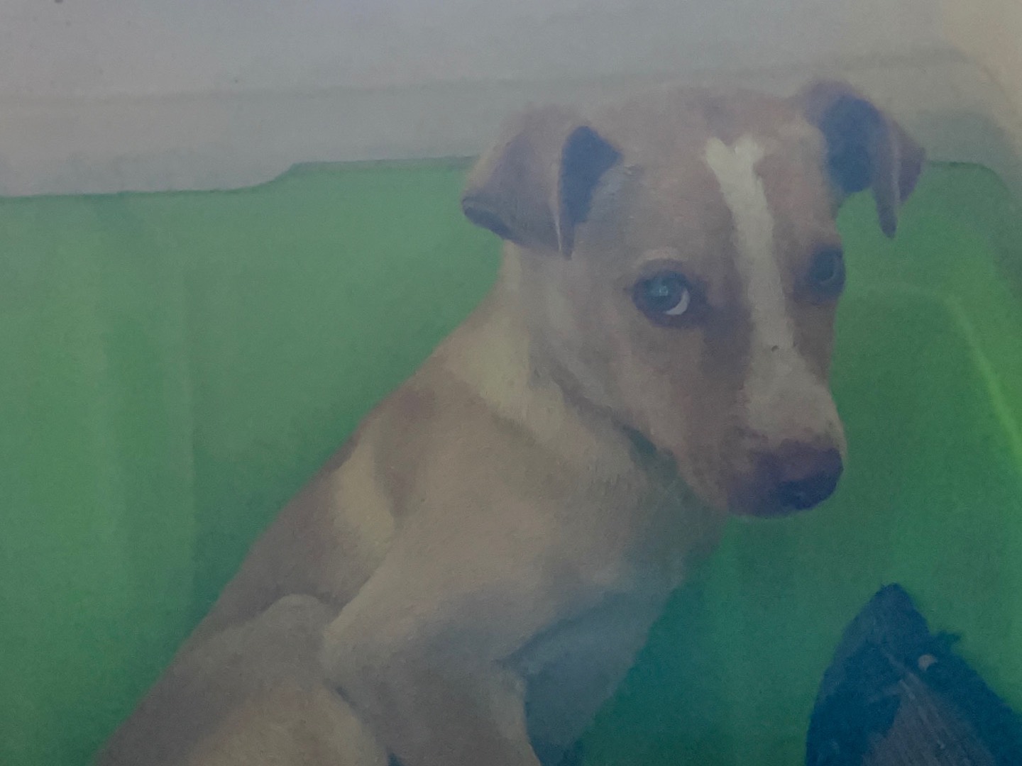 Vuoi adottare un cane a Avellino?