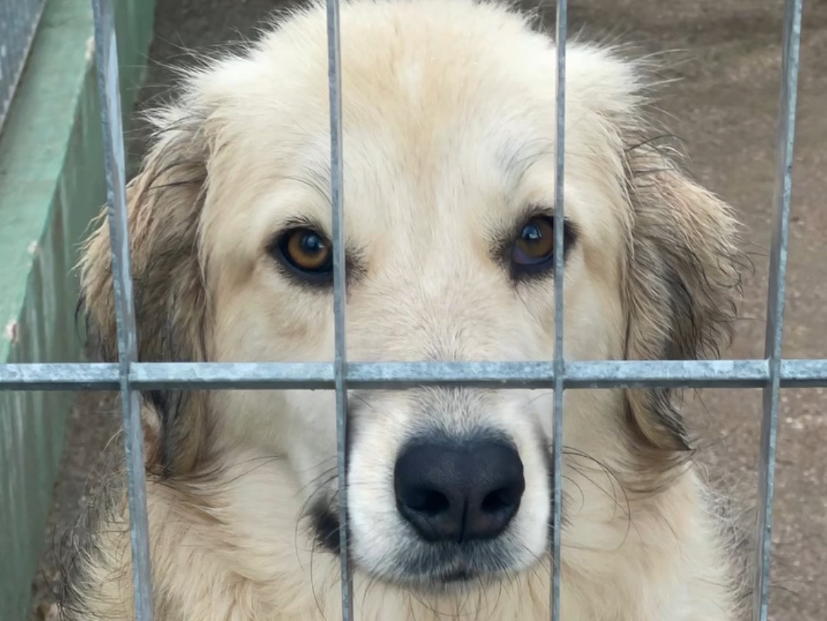 Adotta un cane, femmina, 3 anni e 8 mesi, Benevento