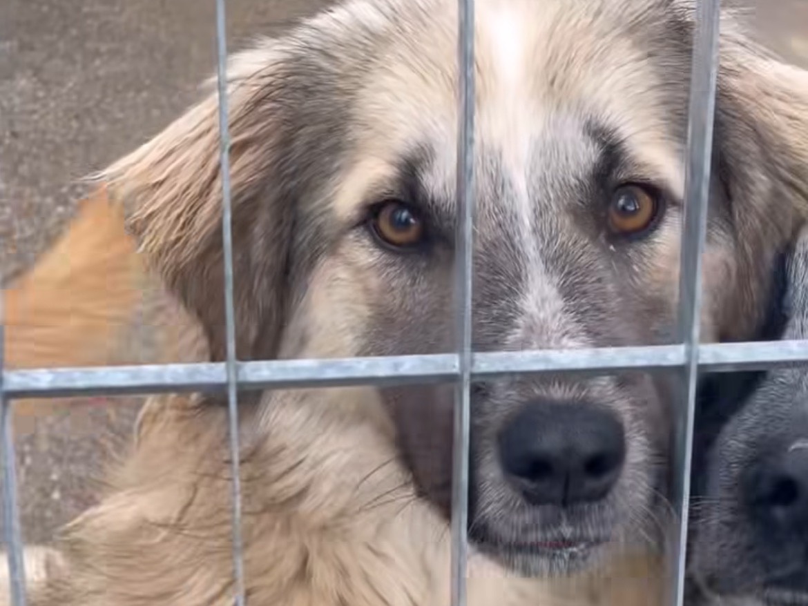 Adotta un cane, taglia media, femmina, Benevento