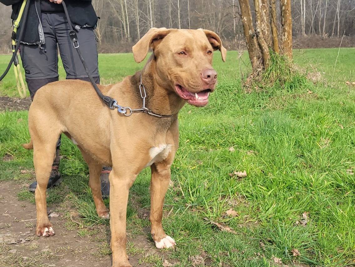 Adozione cane, maschio, Razza sconosciuta, 3 anni e 3 mesi, taglia media, Milano