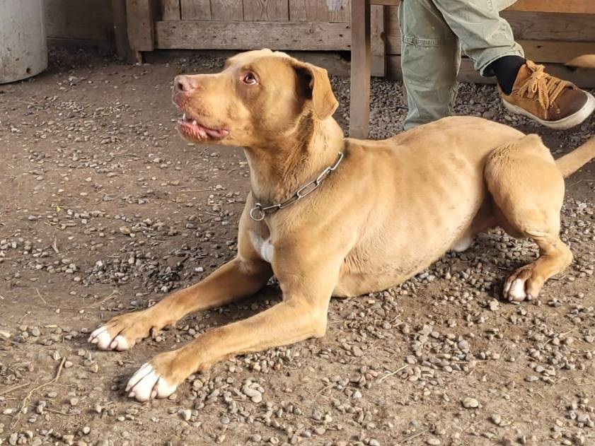 Adotta un cane, maschio, 3 anni e 3 mesi, Milano