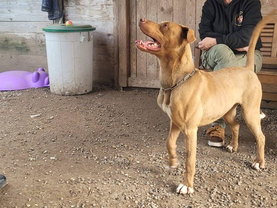 Vuoi adottare un cane a Milano?