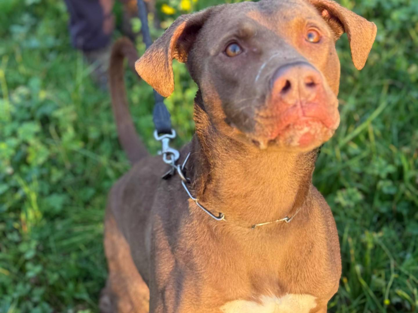 Adotta il cane ZORO a Milano