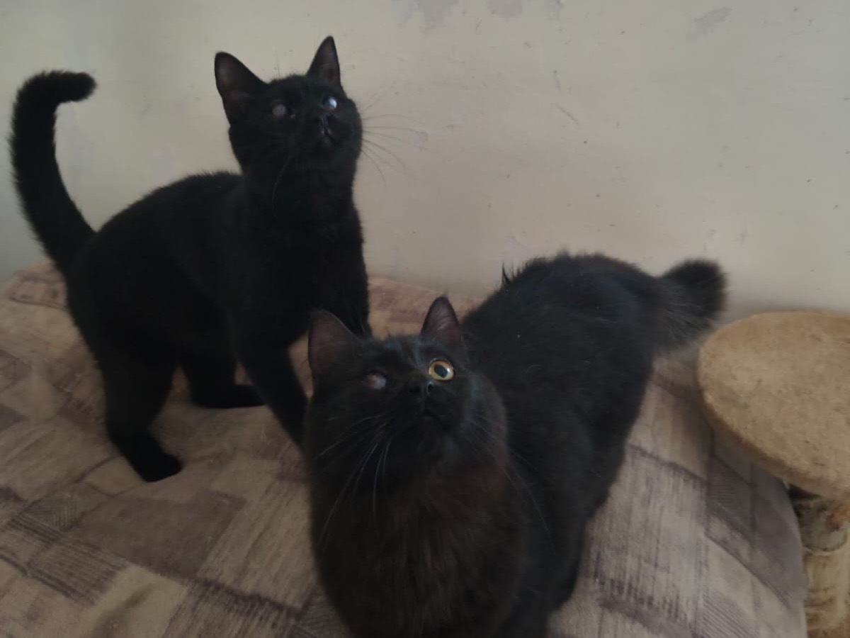 Adozione gatto, femmina, Razza sconosciuta Razza sconosciuta, 6 mesi, taglia non valida, Teramo