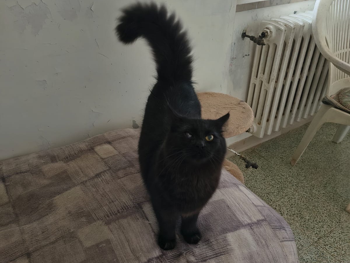 Adotta un gatto, femmina, 6 mesi, Teramo