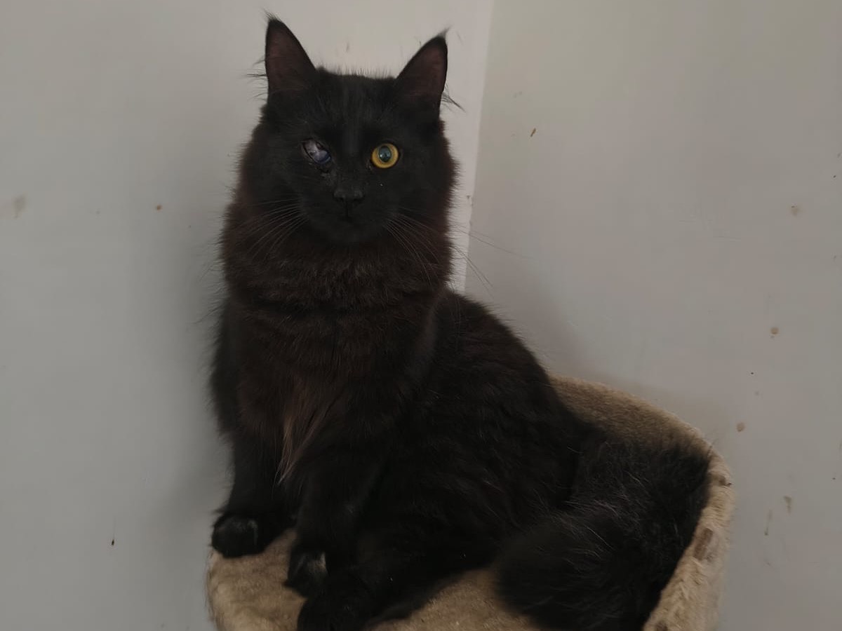 Adotta un gatto, taglia non valida, femmina, Teramo