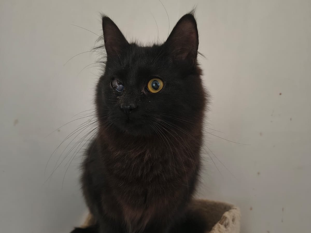 Vuoi adottare un gatto a Teramo?