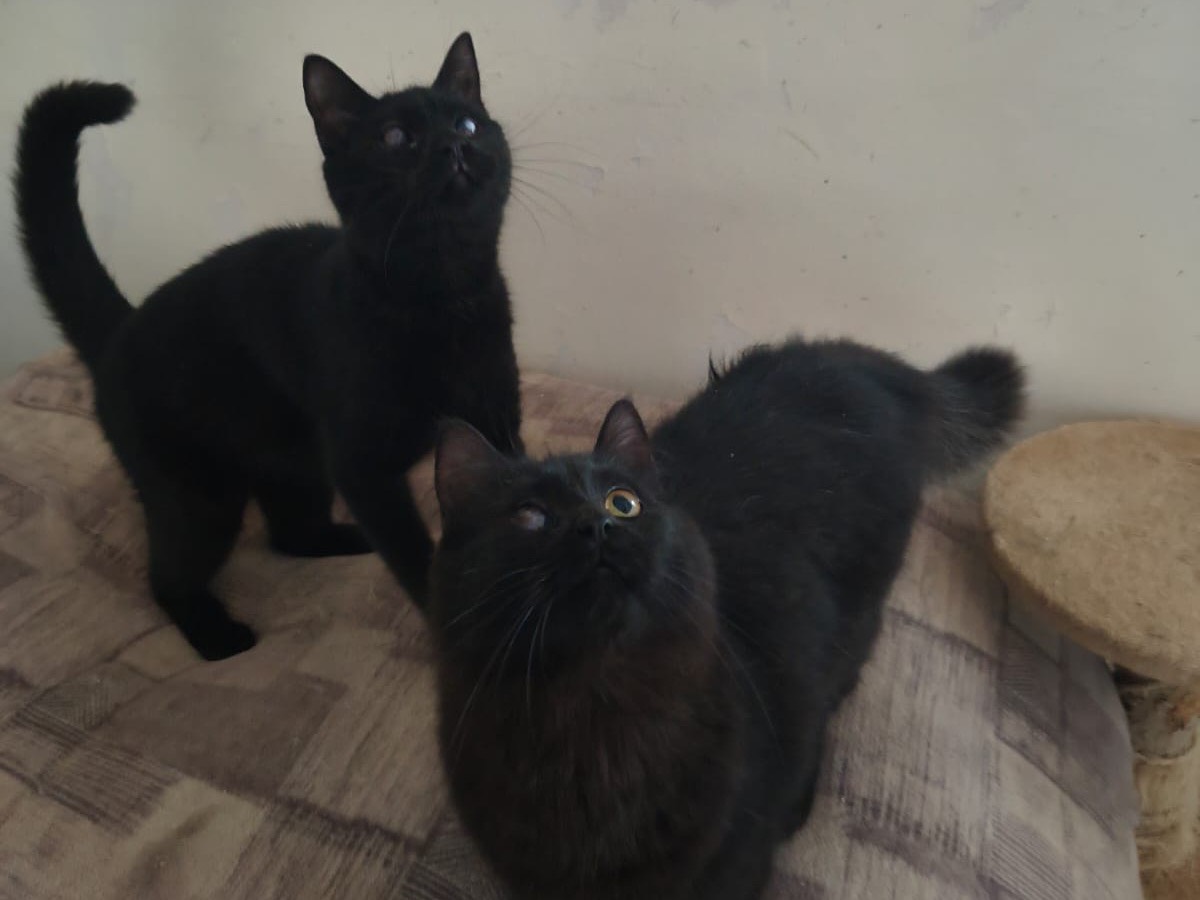 Adozione gatto, maschio, Razza sconosciuta Razza sconosciuta, 7 mesi, taglia non valida, Teramo