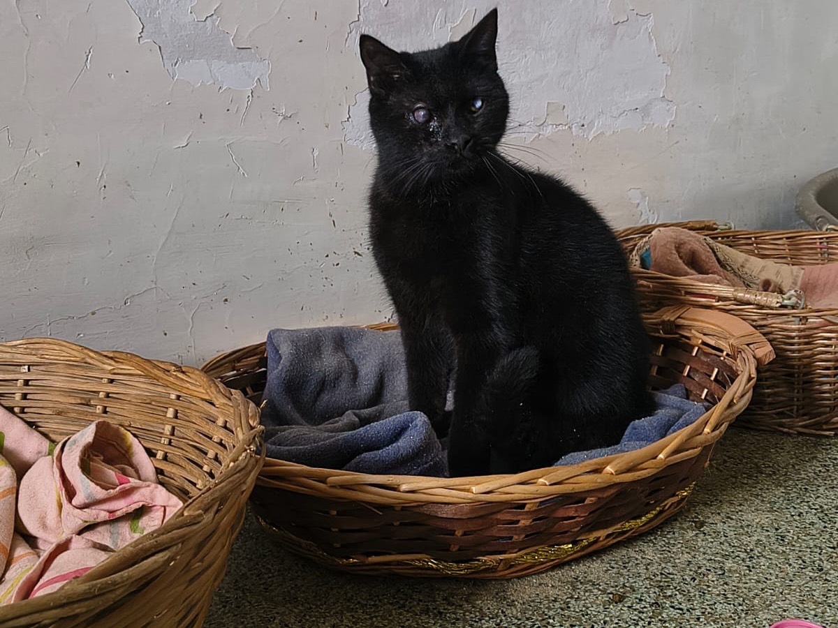 Adotta un gatto, maschio, 7 mesi, Teramo