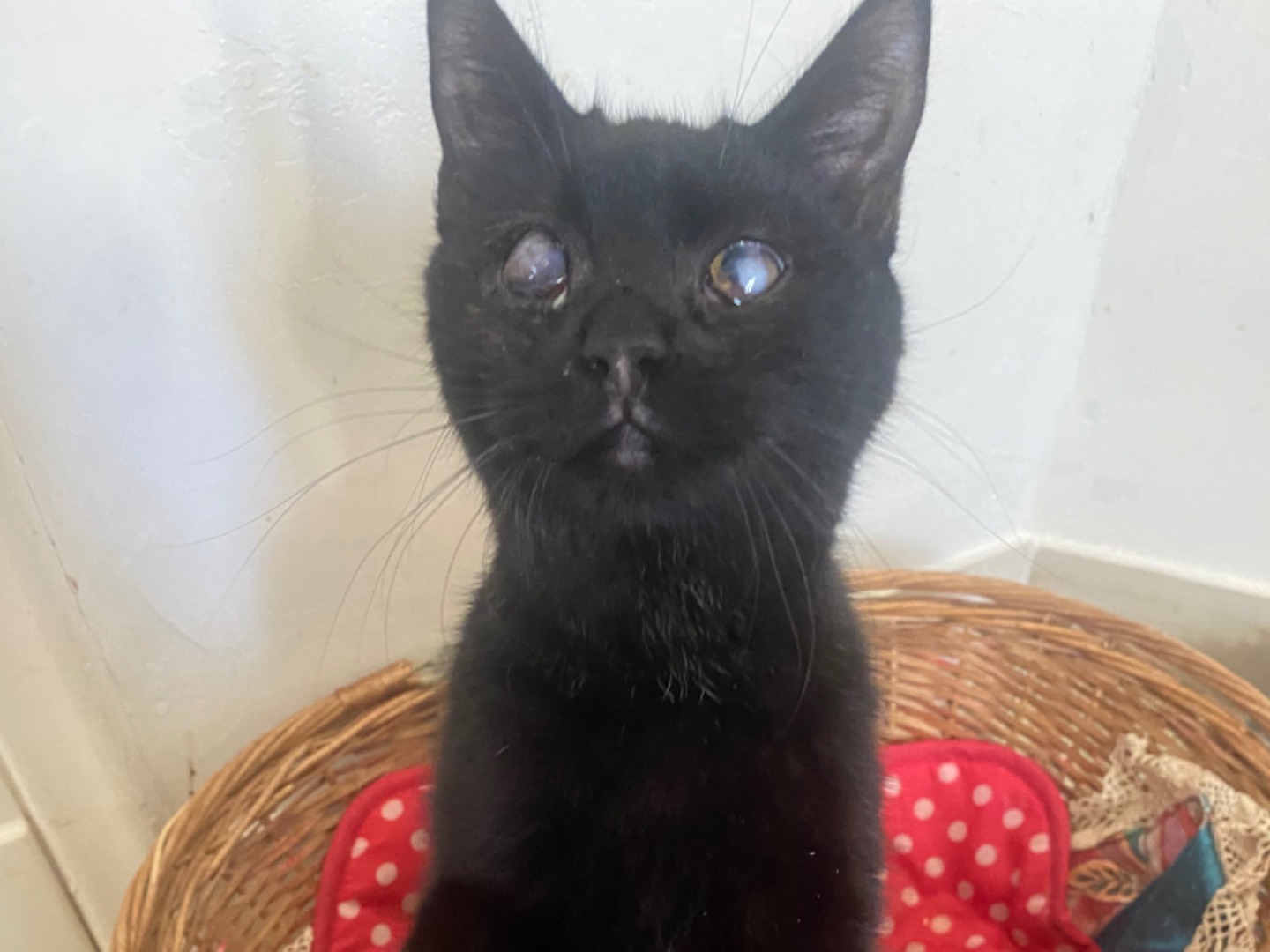 Adotta un gatto, taglia non valida, maschio, Teramo