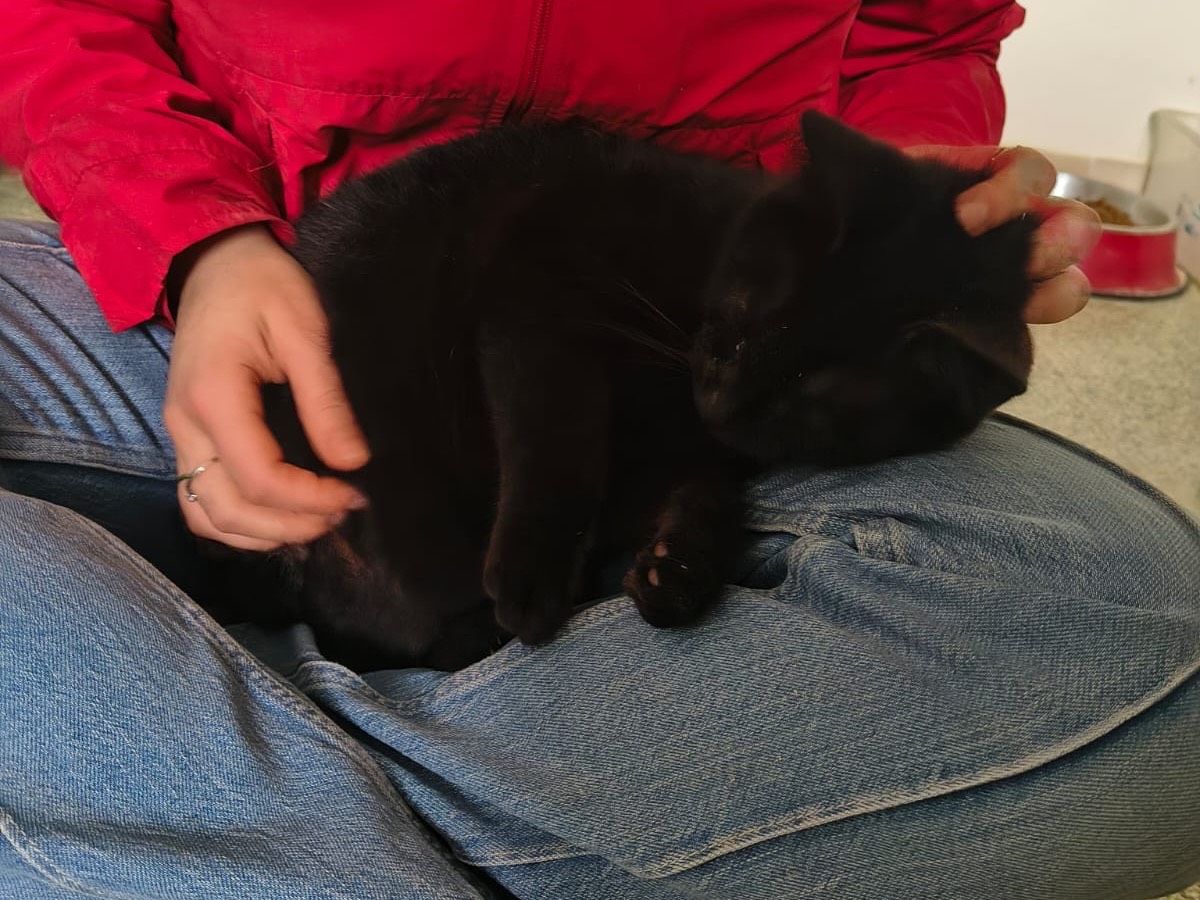 Vuoi adottare un gatto a Teramo?