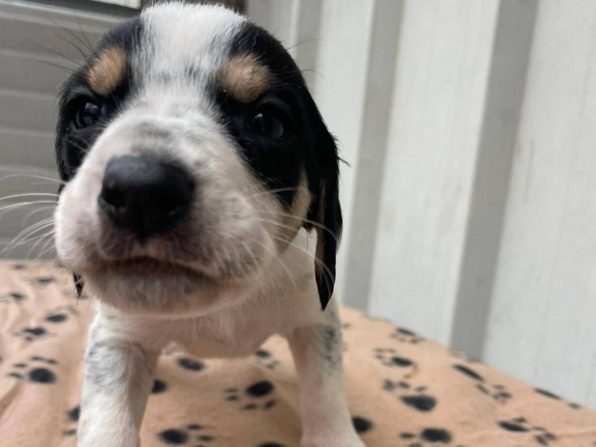 Adotta il cane APOLLO a Frosinone