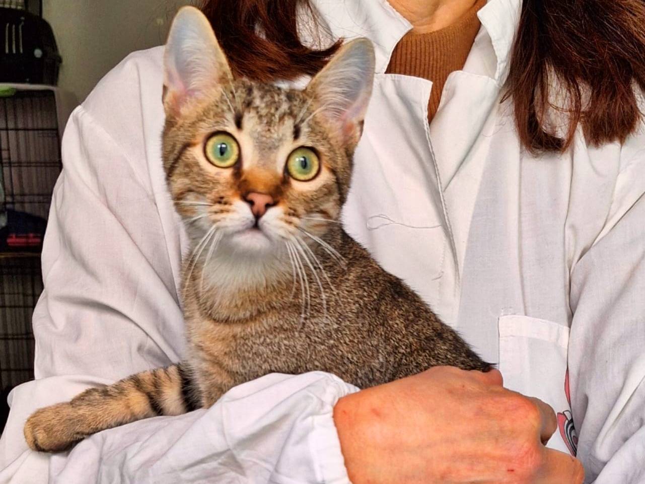 Adozione gatto, maschio, Razza sconosciuta Razza sconosciuta, 6 mesi, taglia non valida, Milano