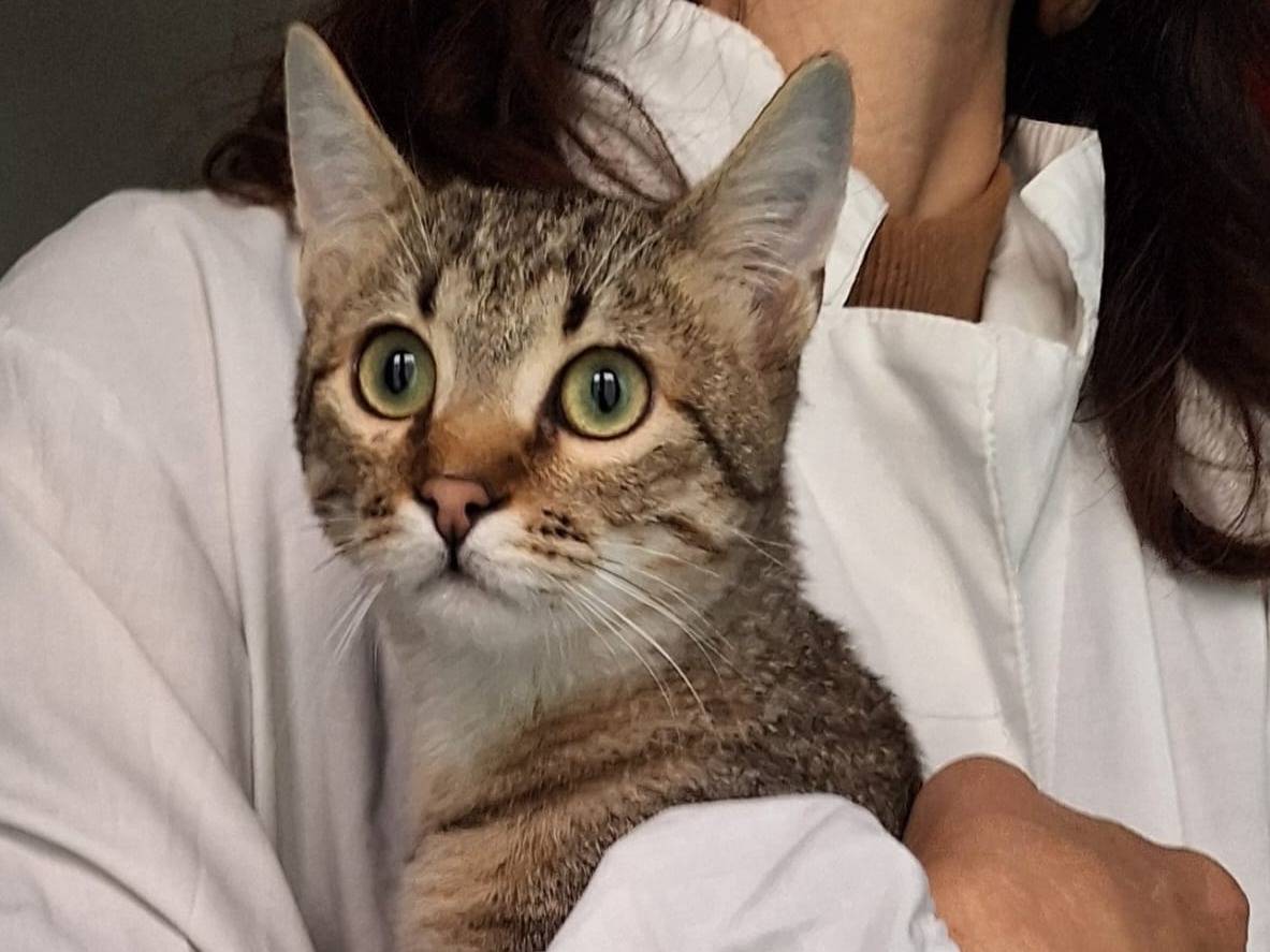 Adotta un gatto, maschio, 6 mesi, Milano