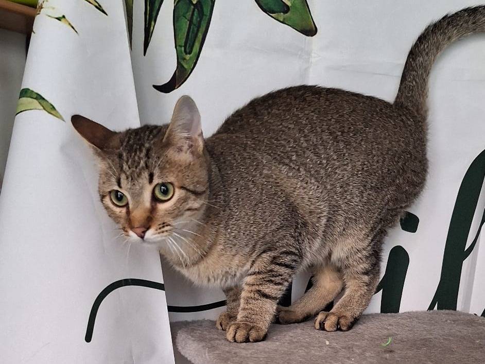 Adotta un gatto, taglia non valida, maschio, Milano