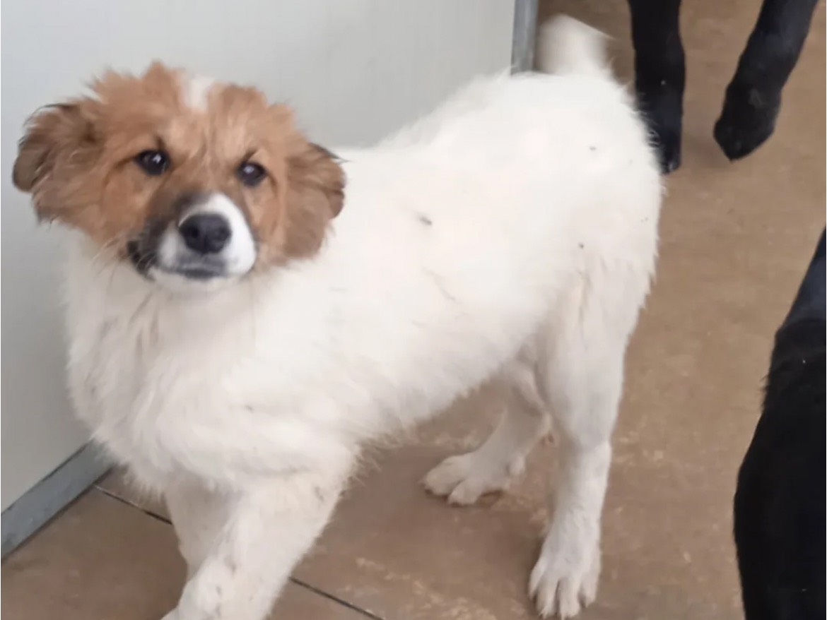 Adotta un cane, taglia media, femmina, Chieti