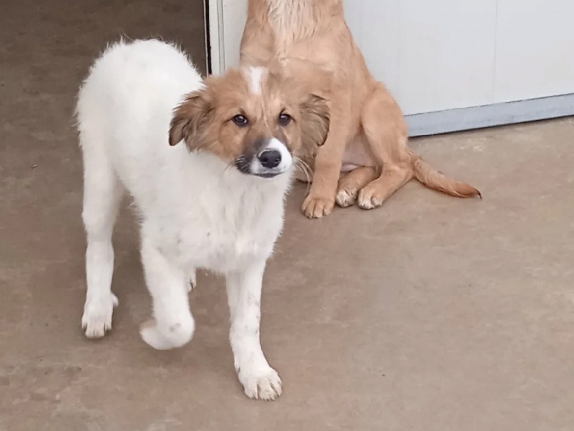 Vuoi adottare un cane a Chieti?