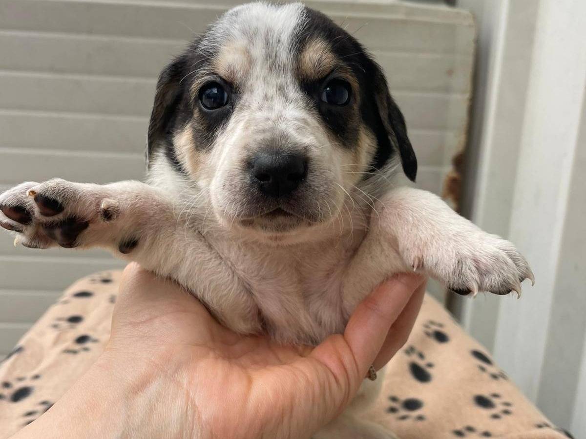 Adozione cane, femmina, Segugio Razza sconosciuta, 1 mesi, taglia media, Frosinone