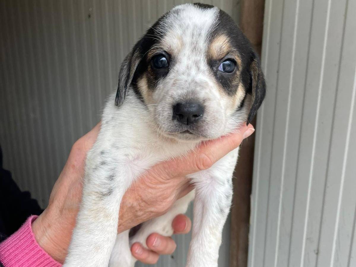 Adotta un cane, femmina, 1 mesi, Frosinone