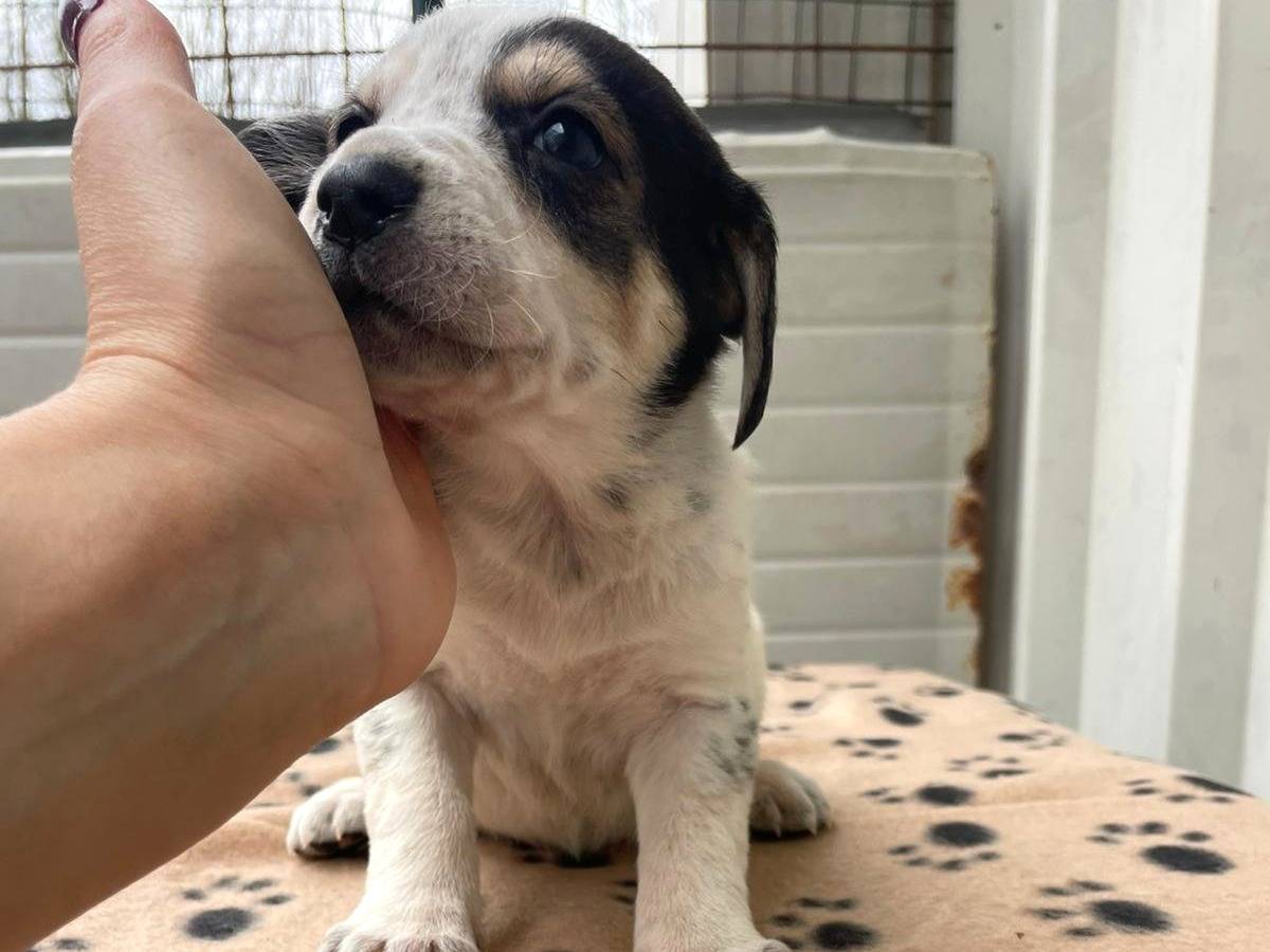 Adotta un cane, taglia media, femmina, Frosinone