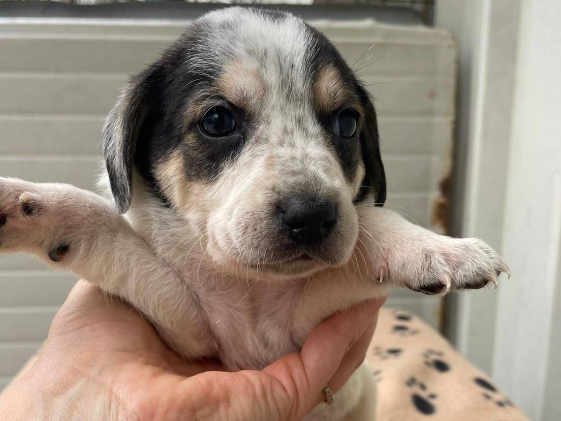 Vuoi adottare un cane a Frosinone?