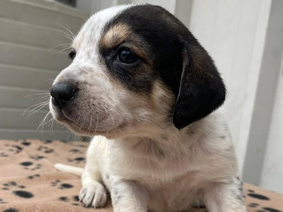 Adotta il cane HALLEY a Frosinone