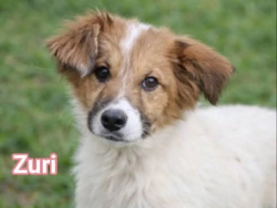 Adozione cane, femmina, Razza sconosciuta Razza sconosciuta, 4 mesi, taglia media, Chieti