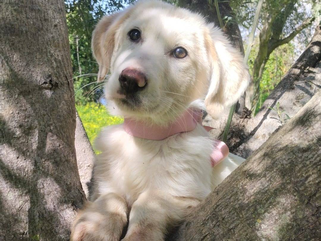 Adozione cane, femmina, Labrador Retriever Razza sconosciuta, 3 mesi, taglia media, Varese