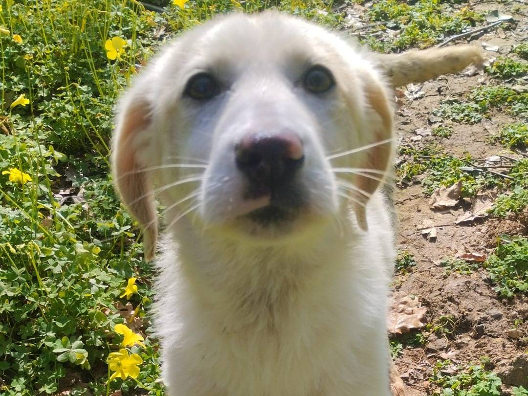 Adotta un cane, femmina, 3 mesi, Varese