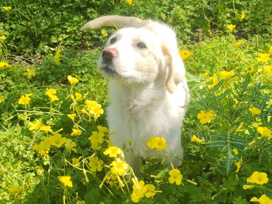 Adotta un cane, taglia media, femmina, Varese