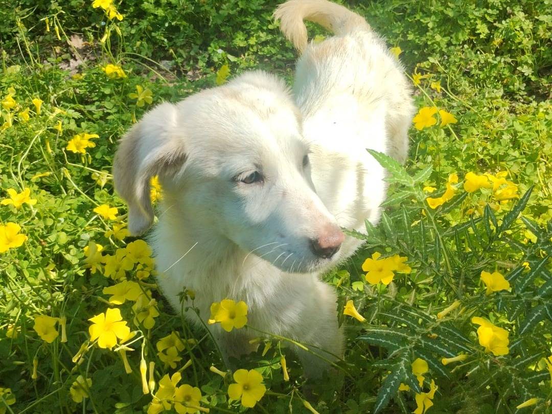 Vuoi adottare un cane a Varese?