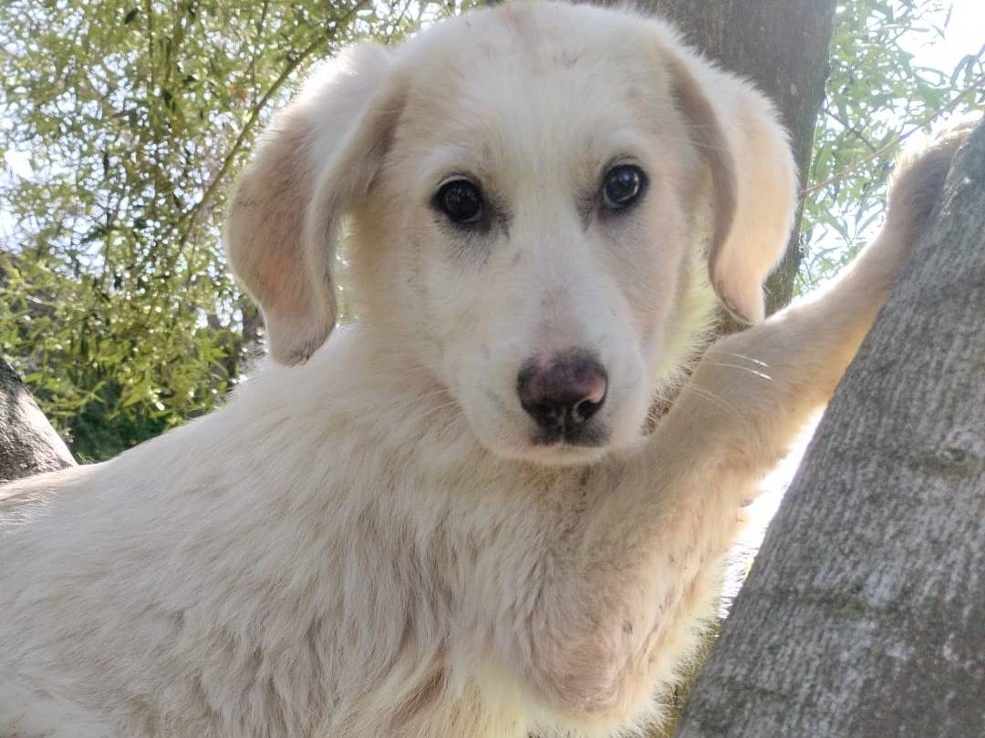 Adotta il cane UNA MAMMA PER LISA  a Varese