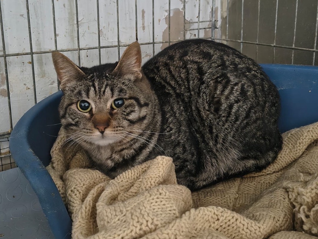 Adozione gatto, maschio, Razza sconosciuta Razza sconosciuta, 1 anno e 5 mesi, taglia non valida, Teramo