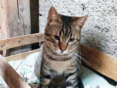 Adozione gatto, maschio, Razza sconosciuta Razza sconosciuta, 7 mesi, taglia non valida, Torino