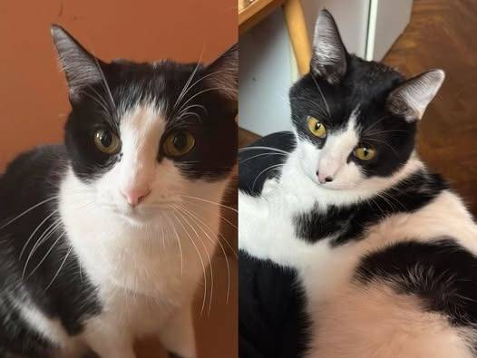 Adozione gatto, maschio, Razza sconosciuta Razza sconosciuta, 2 anni, taglia non valida, Torino