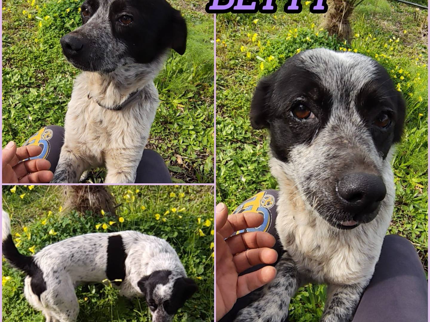 Adozione cane, femmina, Razza sconosciuta Razza sconosciuta, 3 anni e 3 mesi, taglia media contenuta, Milano