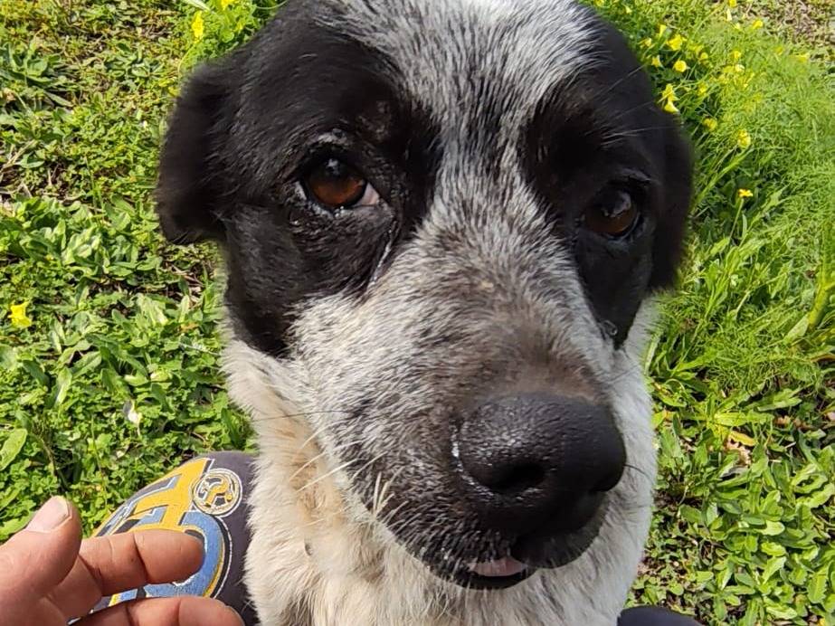 Adotta un cane, femmina, 3 anni e 3 mesi, Milano