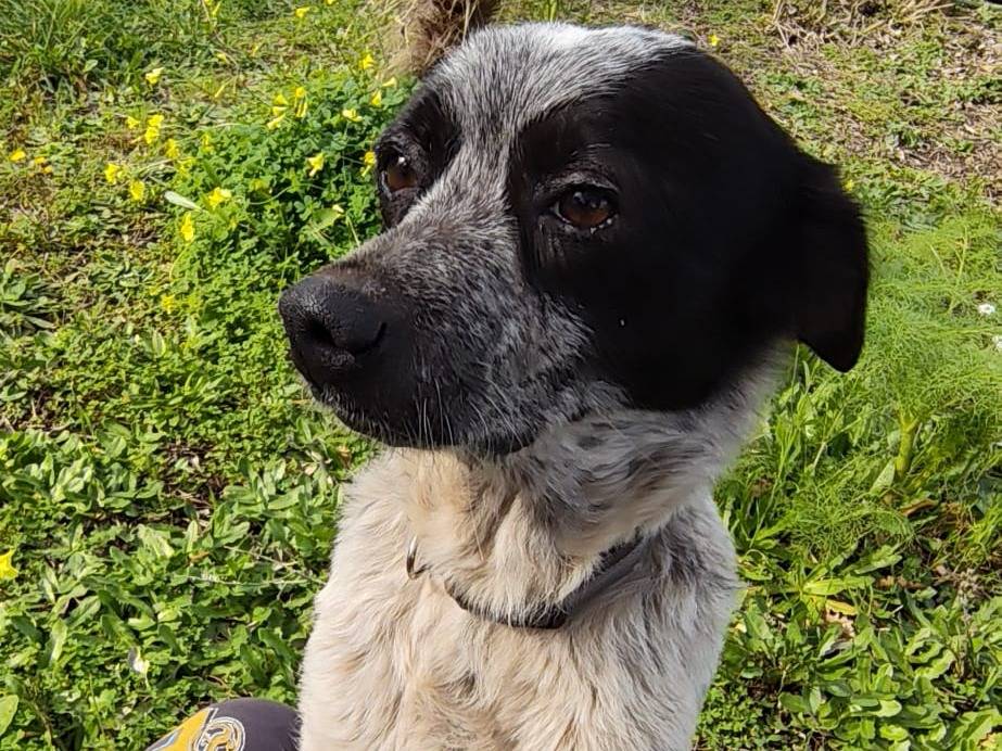 Adotta un cane, taglia media contenuta, femmina, Milano