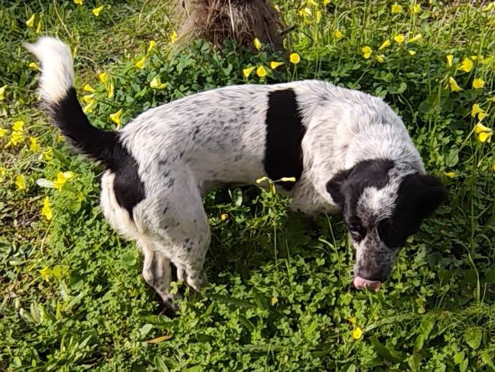 Adotta il cane BETTY a Milano