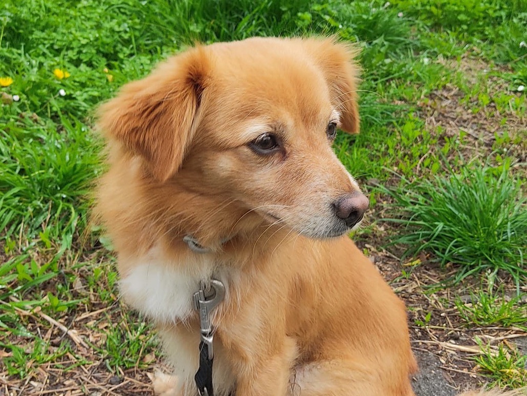 Adozione cane, maschio, Razza sconosciuta Razza sconosciuta, 4 anni e 10 mesi, taglia piccola, Piacenza