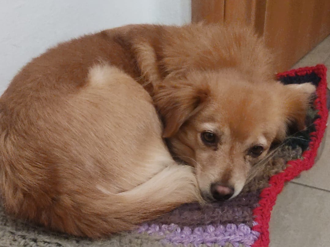 Adotta un cane, maschio, 4 anni e 10 mesi, Piacenza