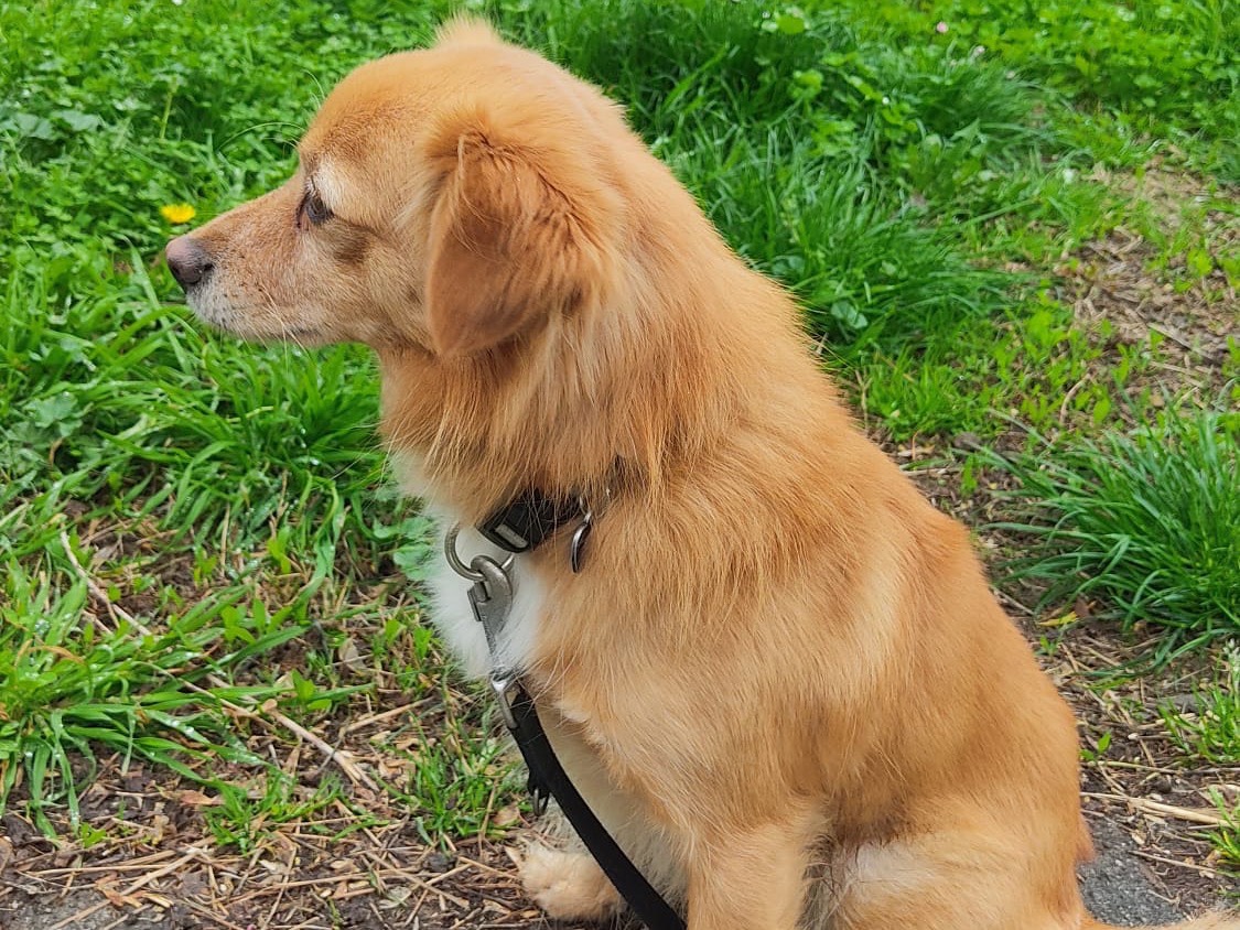 Adotta un cane, taglia piccola, maschio, Piacenza
