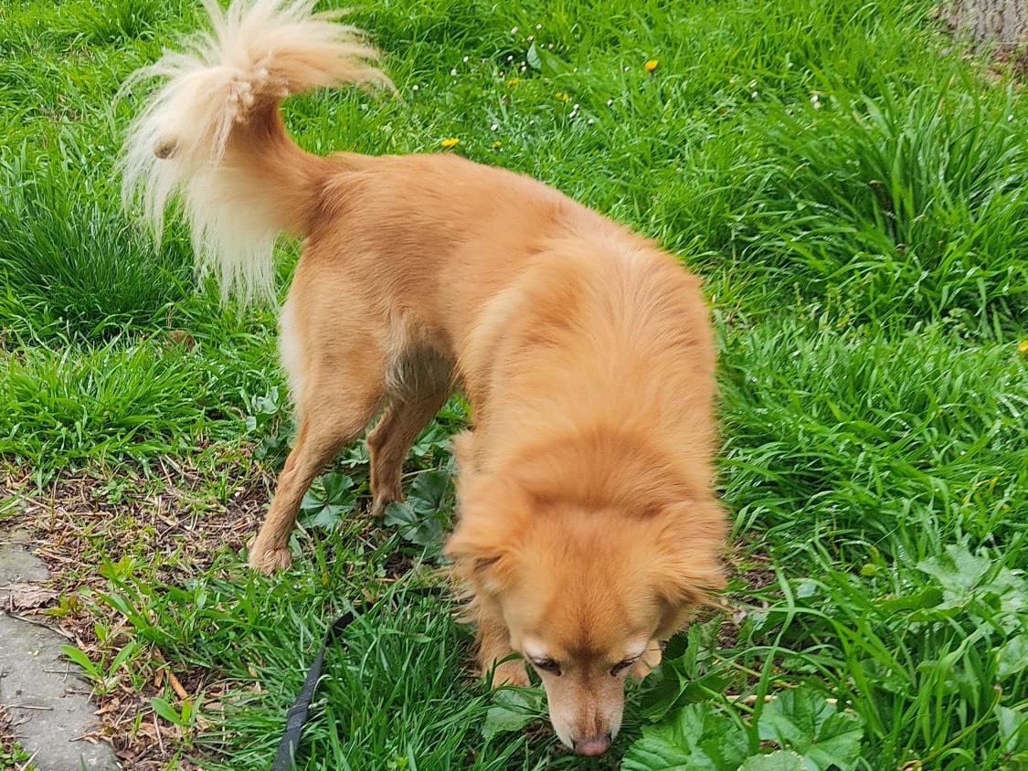 Adotta il cane Mirtillo a Piacenza