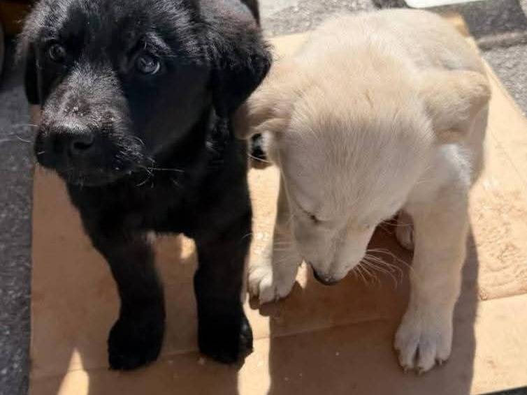 Adozione cane, femmina, Labrador Retriever Razza sconosciuta, 3 mesi, taglia media, Palermo