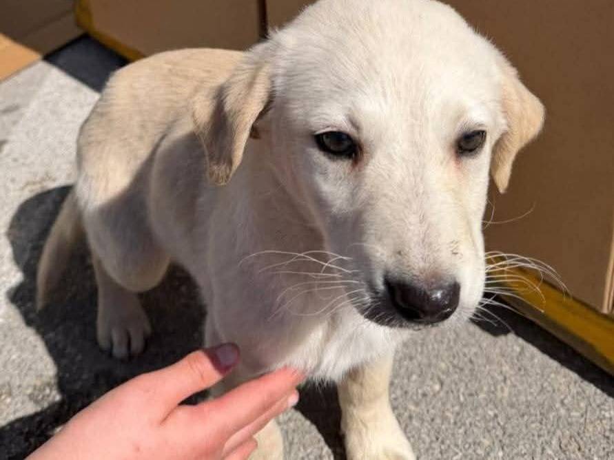 Adotta un cane, femmina, 3 mesi, Palermo