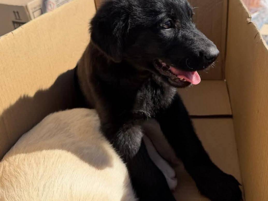 Adotta un cane, taglia media, femmina, Palermo