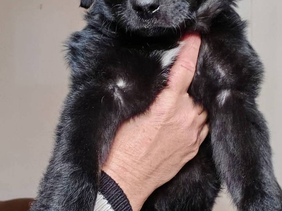 Adotta il cane Mimi e Coco  a Palermo